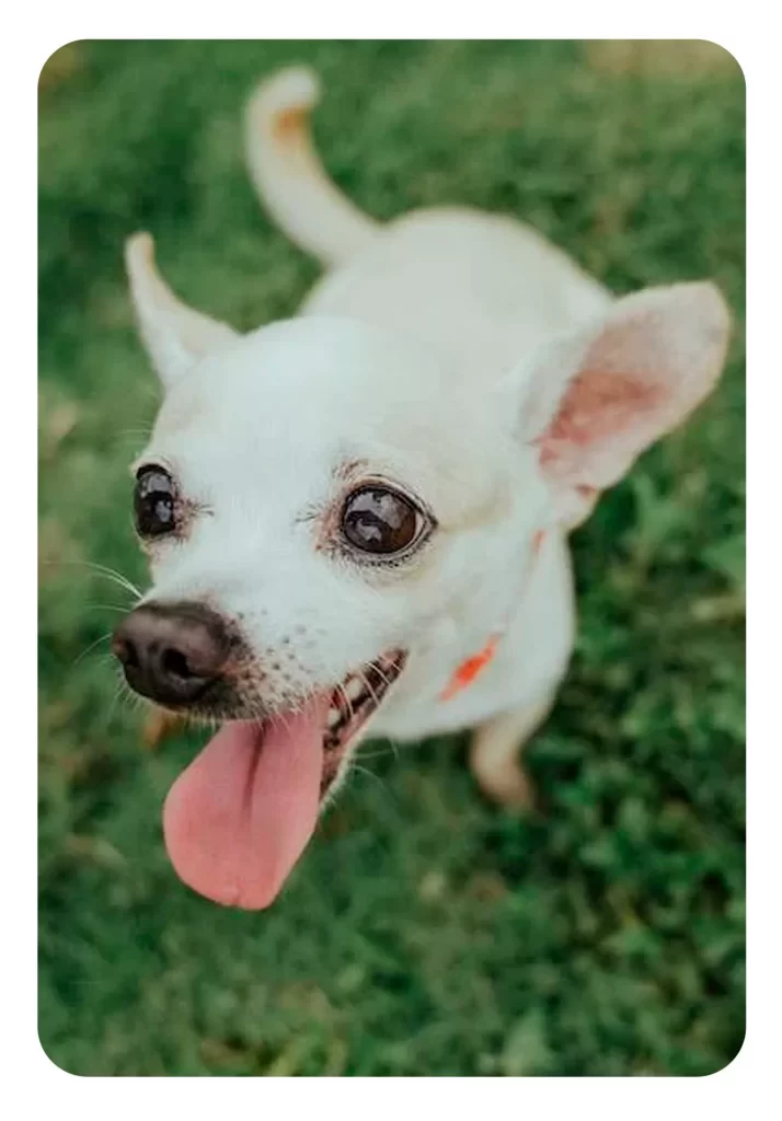 chihuahua pequeño