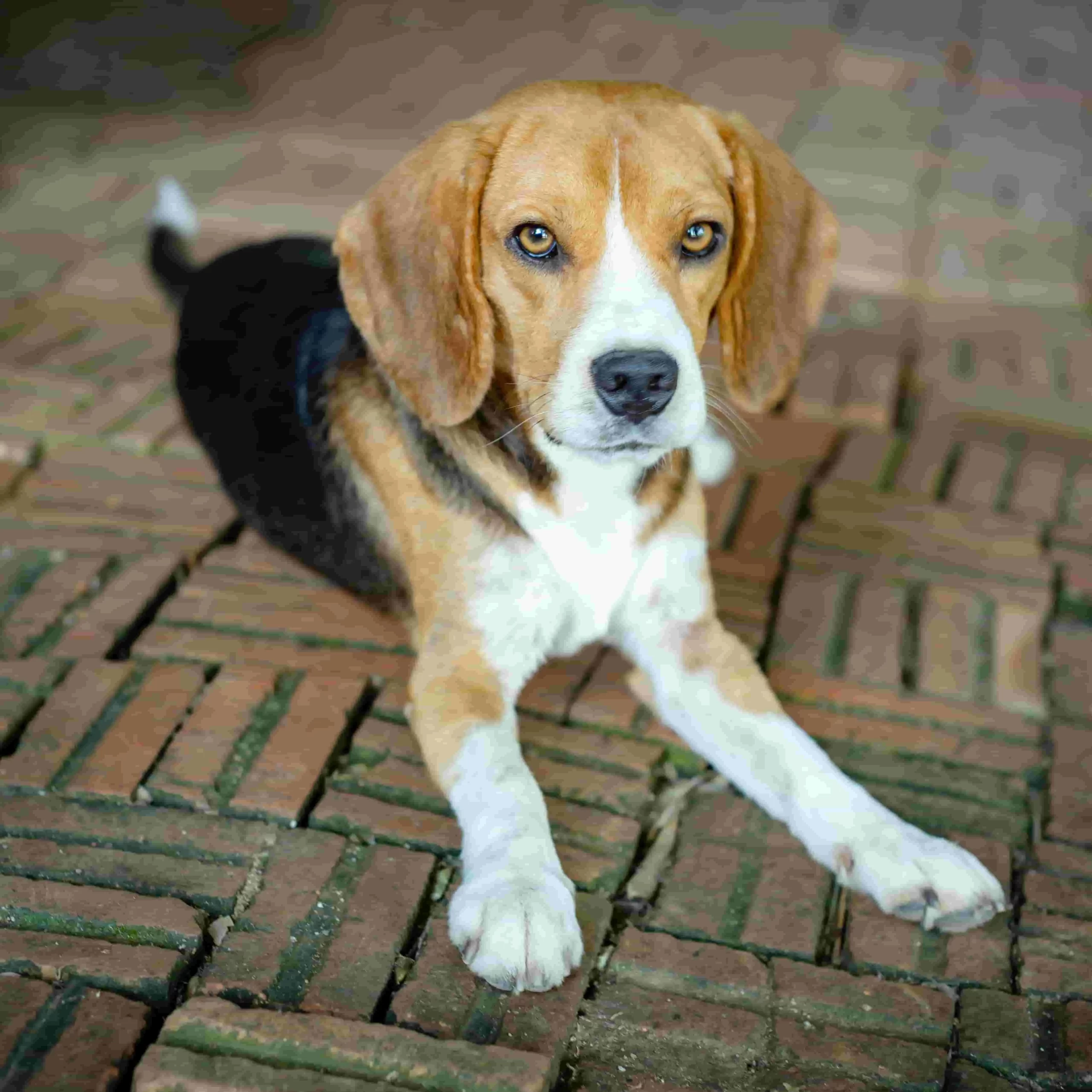 Perros de raza pequeña